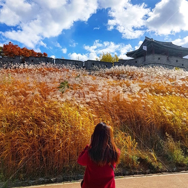 갈대밭,가을,억새,수원,인물,국내,행궁동,수원화성,가을,계절,fall,autumn,season,사람,인물,인간,human,person,여성,여자,woman,female,lady