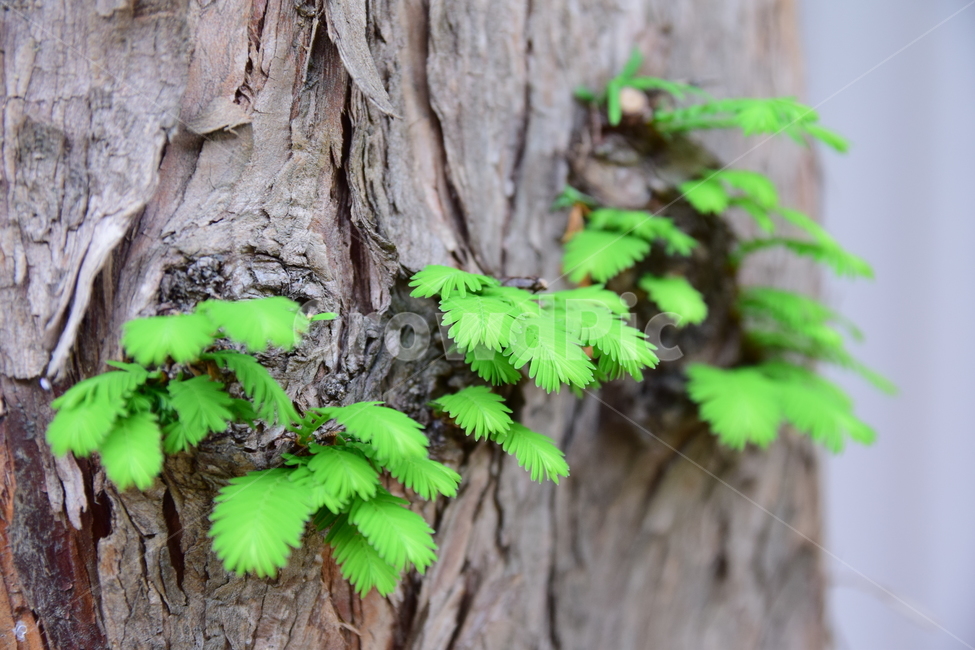 편백,편백나무,편백잎,나뭇잎,초록,나무,잎,자연,감성,색감,plant,nature,tree,wood,옹이,나무옹이,어린잎,새싹