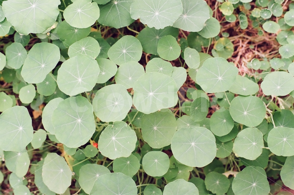 나뭇잎,이파리,봄,가을,자연,풀,동그라미,잎새,식물,자연,plants,nature