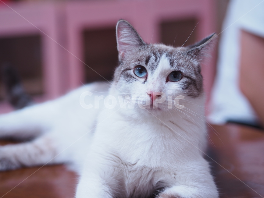 고양이,반려동물,반려묘,애묘,동물,애완동물,cat,kitty,animal,mammal,kitten,귀여움,집사,야옹이,냥,냥이,믹스묘,동물,animal,포유류,mammal,고양이,cat,kitten,kitty