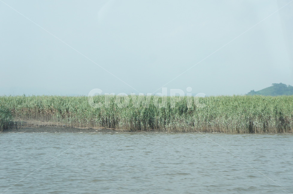 순천,순천만,갈대,늪,강,바다,흐림,outdoors,옥외,nature,자연,water,물