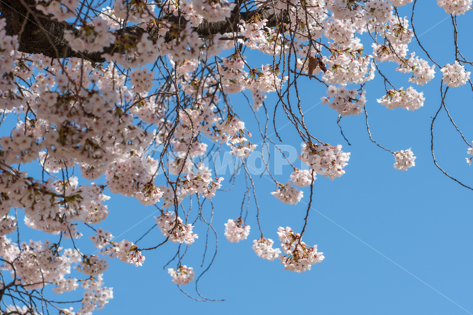 벚꽃,봄꽃,봄,자연,계절,season,spring,cherryblossoms,꽃축제,봄날,화려한,예쁜,핑크색,하얀색,파란색,파란하늘,flower,nature,garden,beautiful,공원,바탕,정원,봄하늘,나무,가로수