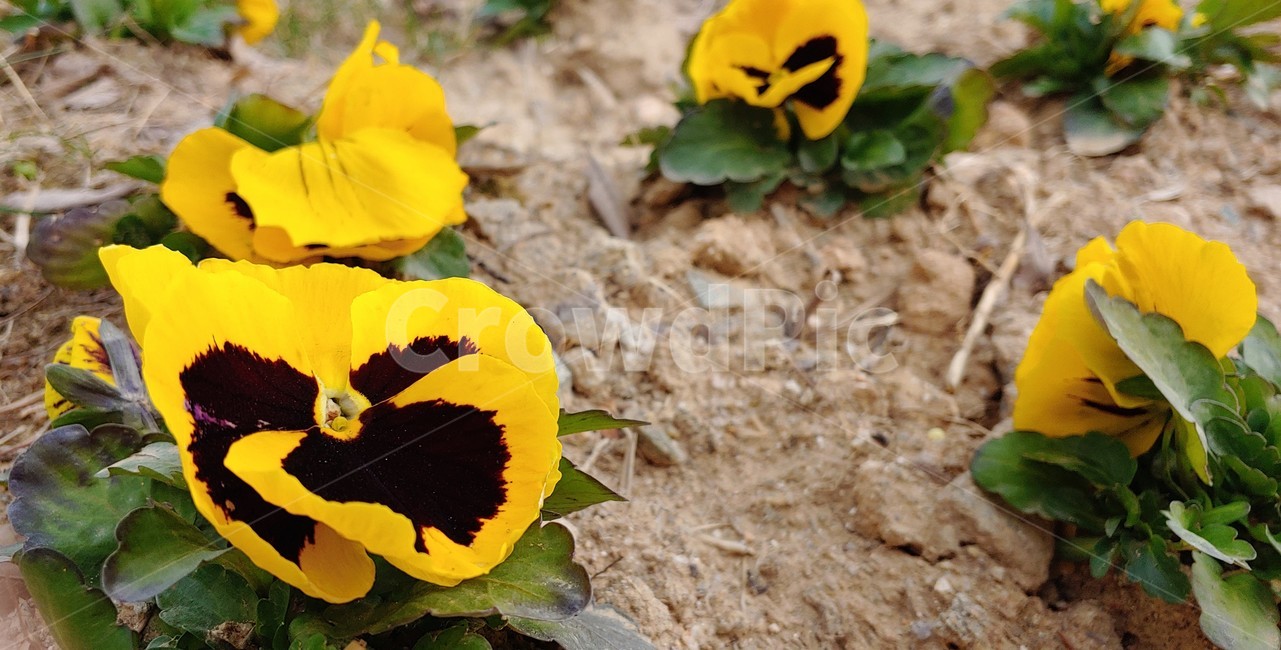 팬지,꽃,flower,plant,식물,yellow,땅,흙,soil,ground