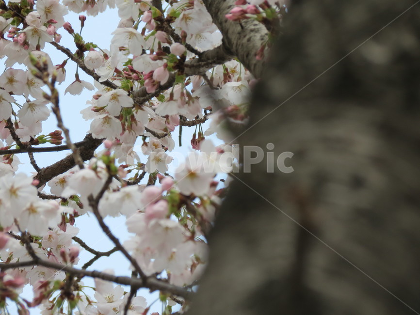 벚꽃,봄,나무,자연,하늘,분위기,사쿠라,꽃,감성,벚나무,배경화면,흰벚꽃,생명,sakura,cherryblossoms,spring,봄,계절,spring,season,plant,식물,flower,blossom
