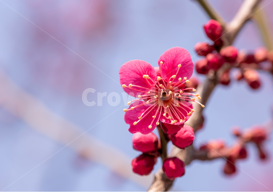 Snow matchmaking,plum tree,flower tree,red plum blossom,spring flowers,red,beautiful,pornography,light pink flower,Pollen,plum,plant,garden flowers,wild flowers,Plant Encyclopedia,US Dollar,early spring,acanthaceae,safflower,Japaneseapricottree,fresh flow