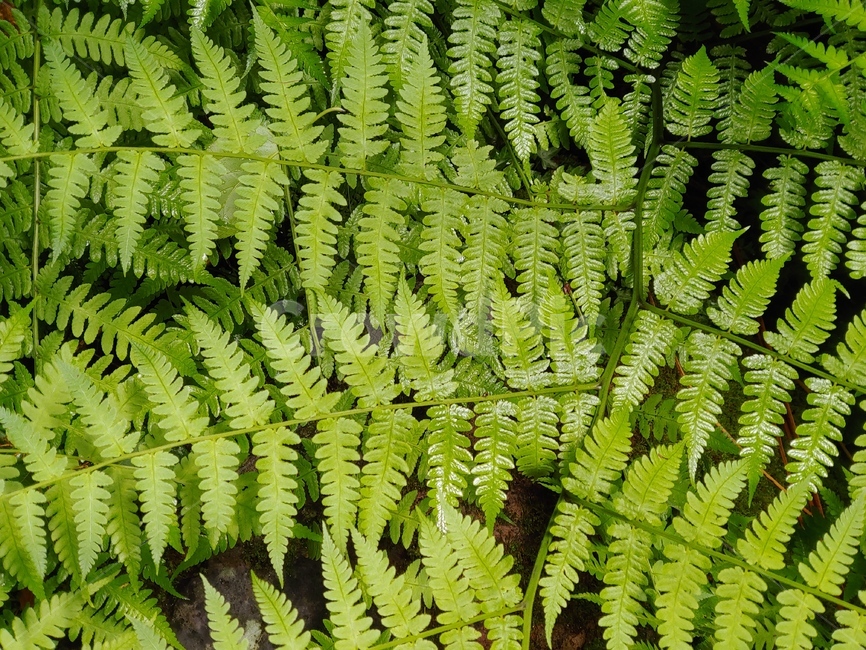 고사리,숲,야생,초록,패턴,green,woods,plant,식물,자연,nature,환경,environment,신선한,fresh,trees,leaf,leaves,pattern,wild