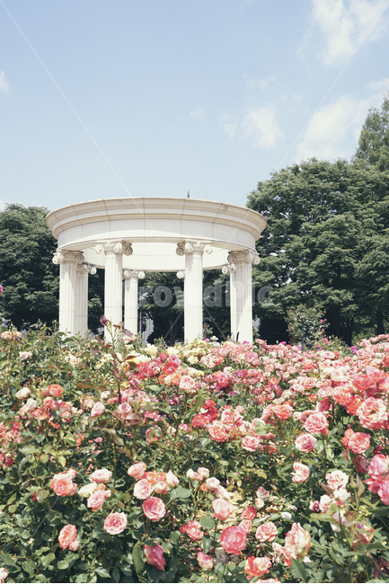 여름,풍경,꽃,장미,하늘,나무,정원,summer,landscape,flower,rose,sky,tree,garden,park,식물,자연,plants,nature,꽃,flower,건축물,건물외관,exterior,building,structure,architecture,construction
