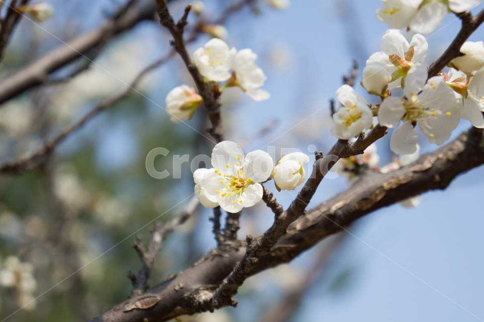 자연,봄,꽃,꽃잎,아름다움,봄,계절,spring,season,식물,자연,plants,nature,꽃,flower,plant