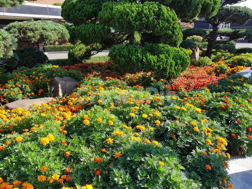 outdoors,옥외,garden,정원,화단