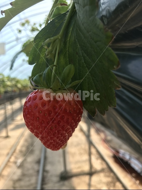 딸기,딸기밭,과일,strawberry,음식,food,fruit