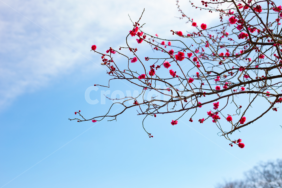 홍매화,하늘과꽃,붉은꽃,매실꽃,향기매화,식물,식물,자연,plants,nature,꽃,flower