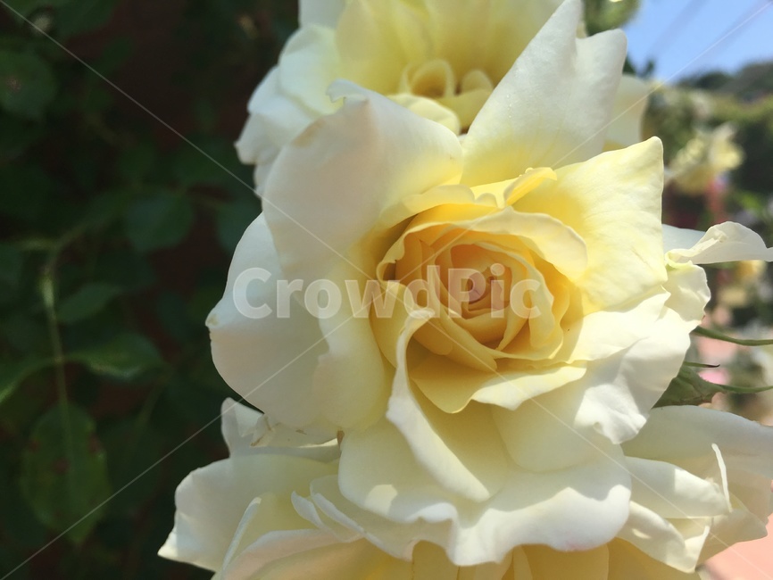 장미,rose,flower,노란장미,접사