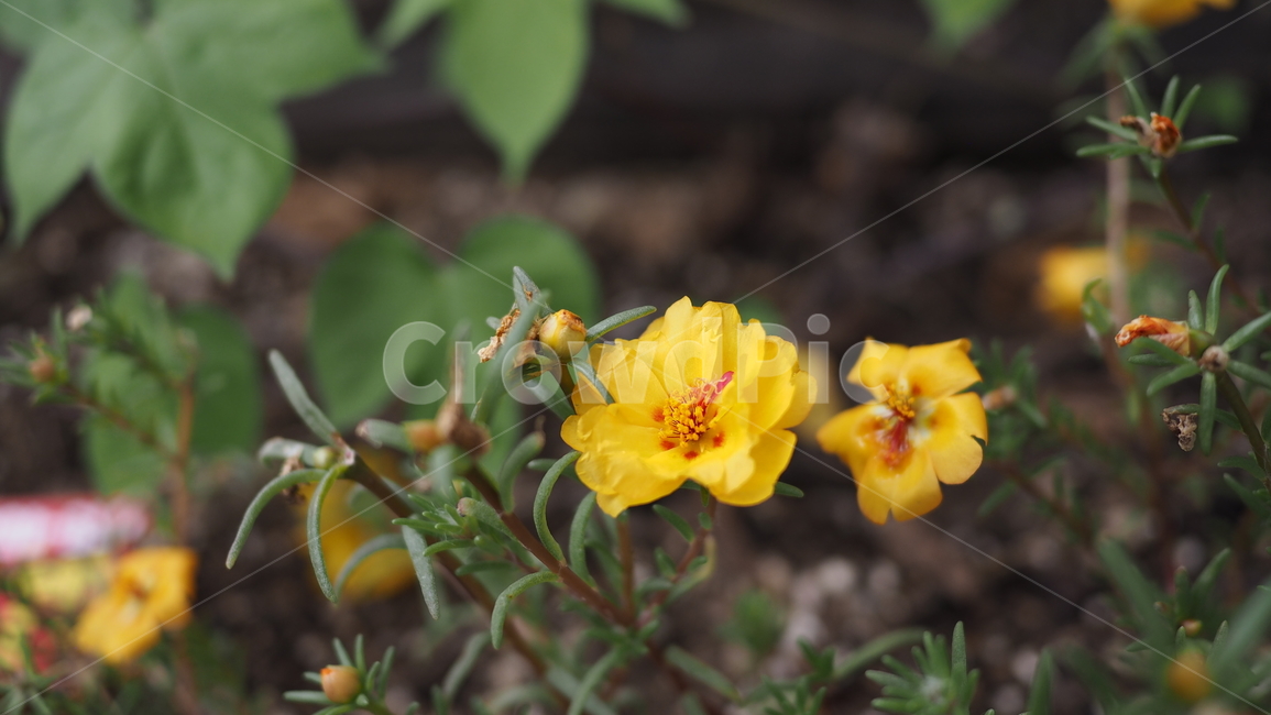 야생화,꽃,야생식물,wildflower,flower