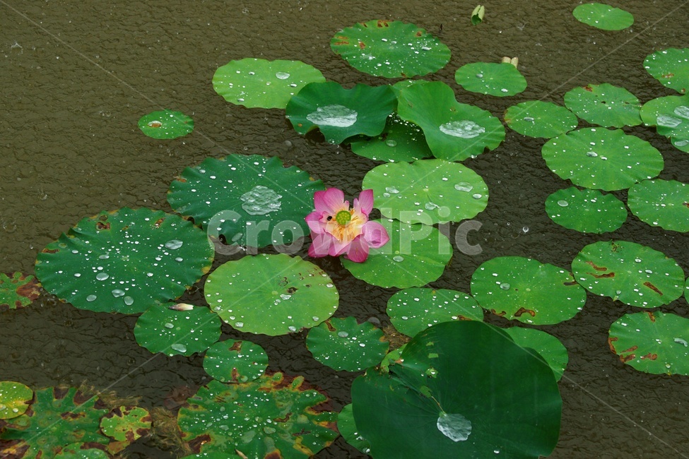 식물,꽃,flower,비,연꽃,식물,자연,plants,nature,꽃,flower,비,비오는날,rain,rainy