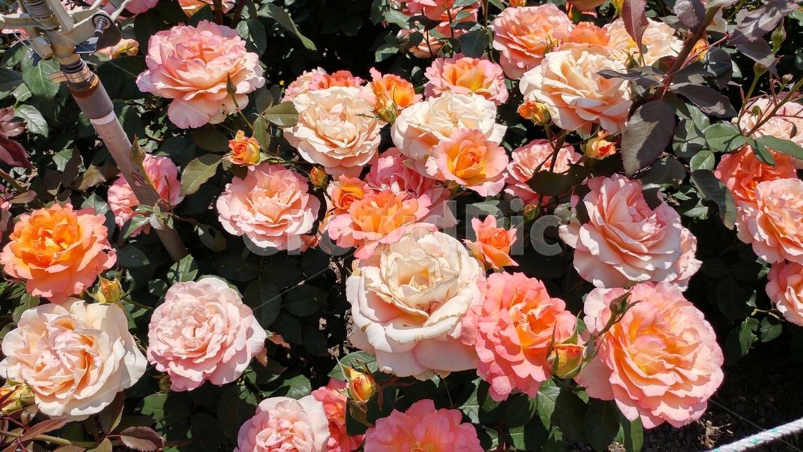 plant,식물,rose,장미,flower,꽃,blossom,장미꽃,주황색,주황색꽃,식물,자연,plants,nature,꽃,flower