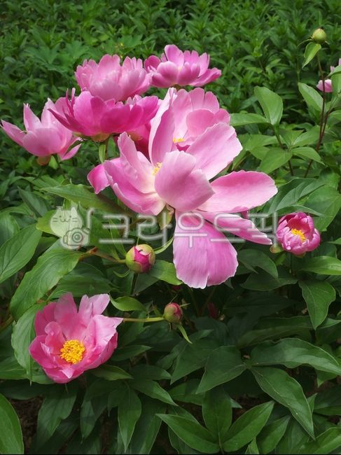 작약, 작약꽃, 꽃, 봄꽃, flower, 사진,이미지,일러스트,캘리그라피 - 즐거운작가
