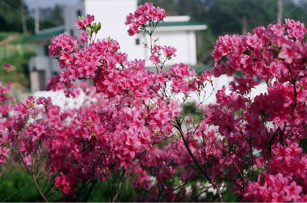 필름사진,꽃,풍경,여름,철쭉,식물,자연,plants,nature,꽃,flower