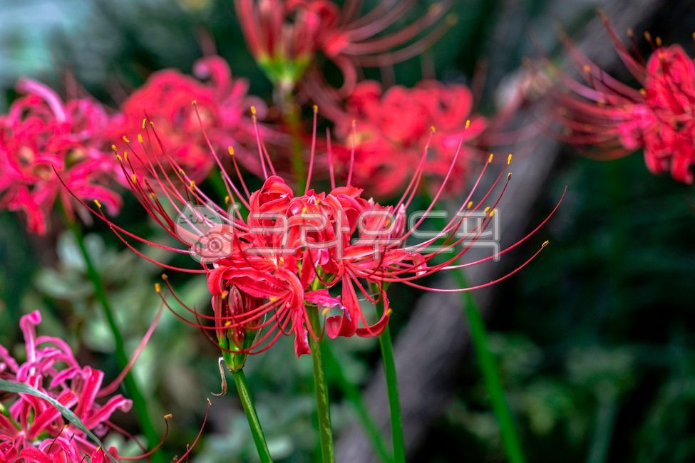 A bunch of flowers,Similarization,fall flowers,flower,red flower