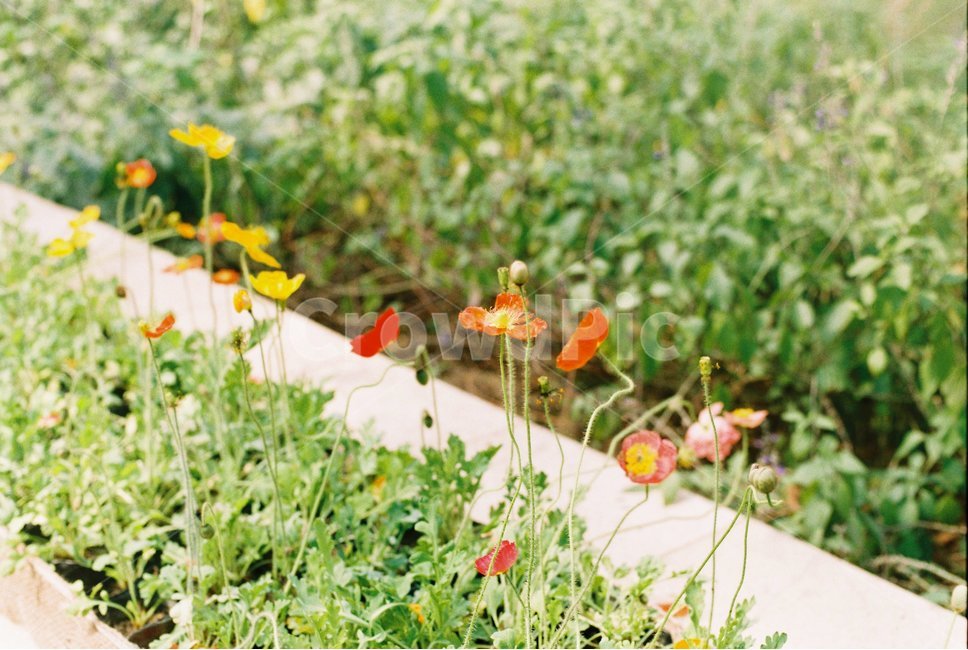 꽃,봄꽃,봄,초록,들꽃,필름,필름카메라,film,filmphotography,식물,자연,plants,nature,꽃,flower