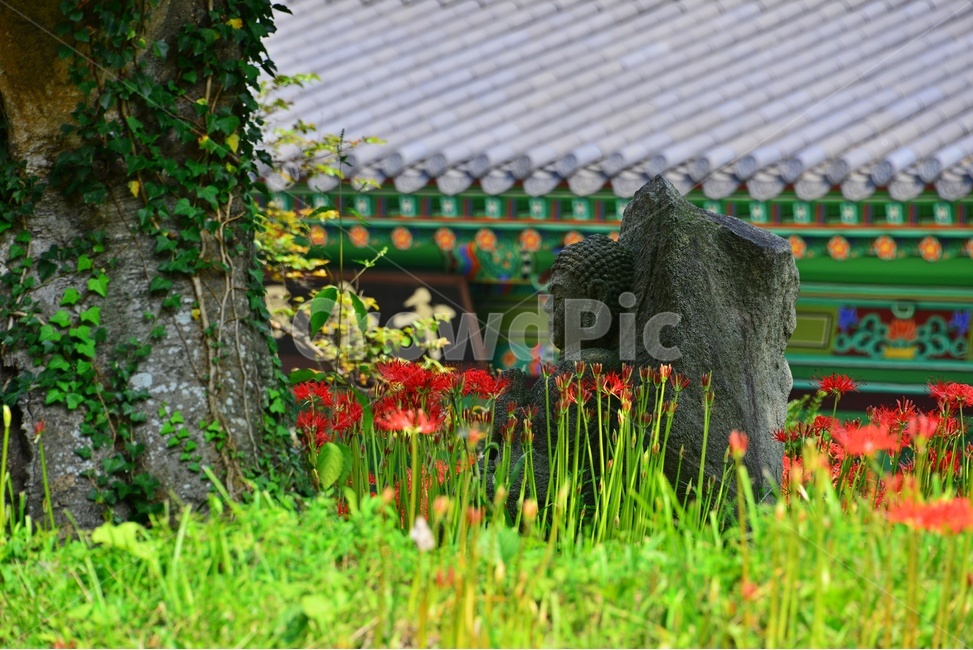 nature,자연,outdoors,옥외,plant,식물,함평,용천사,사찰,절,불교,상사화,꽃무릇,꽃무릇축제,불상,석상