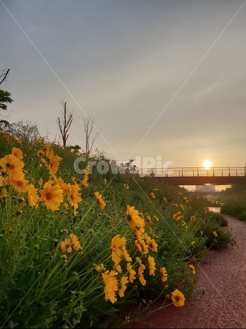 금계국,노랑,아침,봄,풍경,식물,자연,plants,nature,꽃,flower