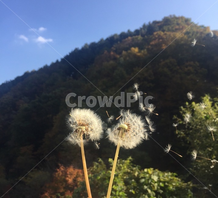 식물,plant,민들레,가을바람,산,가을하늘,식물,자연,plants,nature