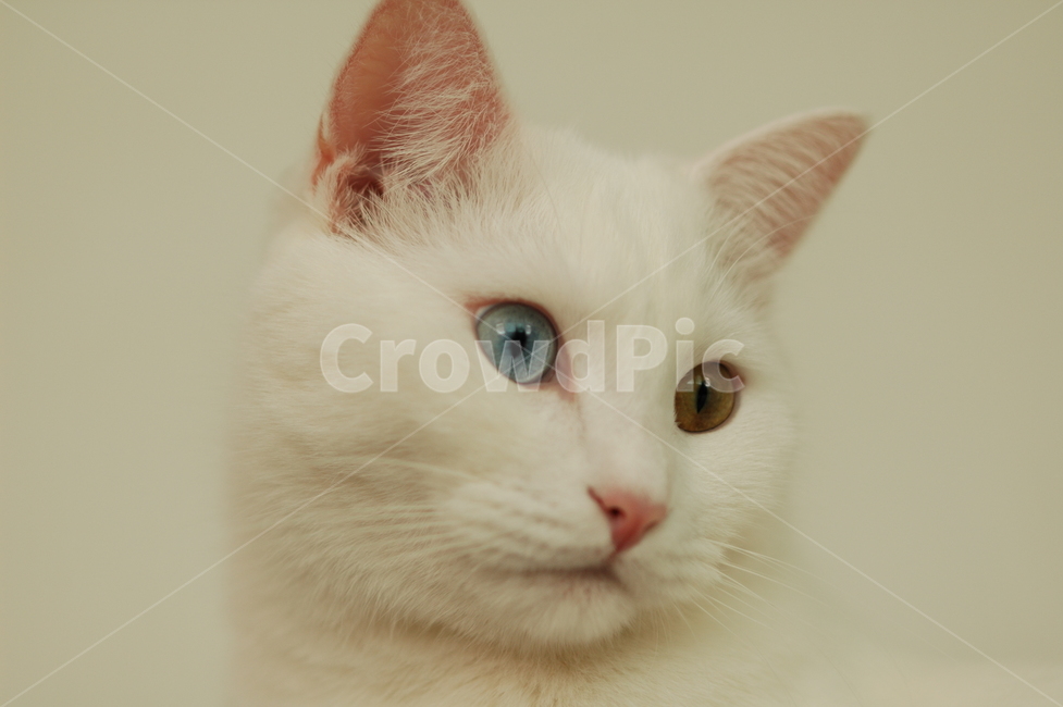 오드아이,고양이,터키쉬앙고라,흰색,엎드린,애완동물,동물,반려동물,얼굴,클로즈업