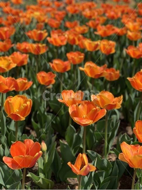 꽃,봄,튤립,flower,spring,blossom,tulip