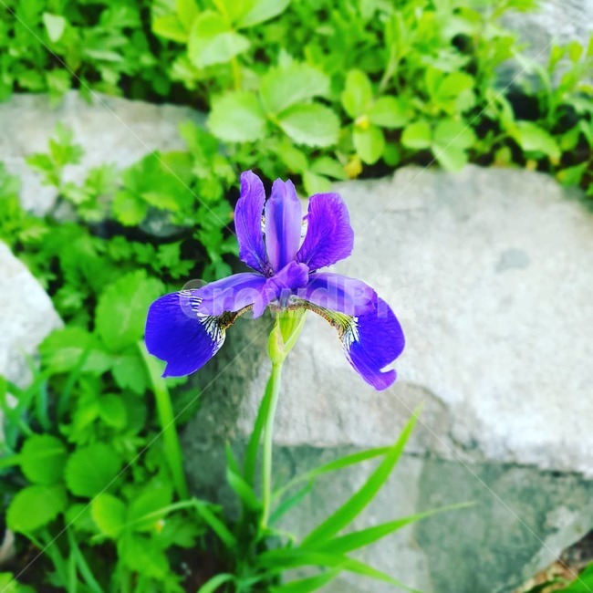 봄,각시붓꽃,flower,색채,색감