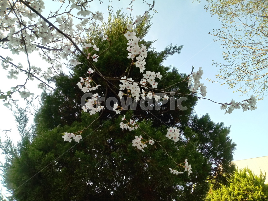 벚꽃,봄꽃,식물,흰색꽃,향나무,자연,하늘,cherryblossom,벚나무