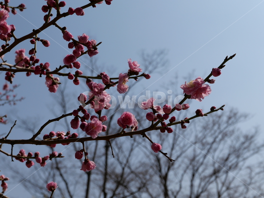plant,blossom,꽃,flower,매화
