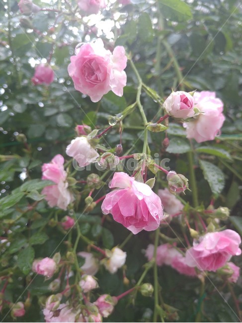 장미,꽃,식물,비,핑크,식물,자연,plants,nature,꽃,flower,비,비오는날,rain,rainy