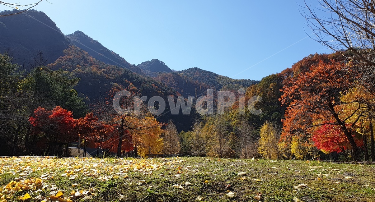 산,경치,소백산,가을,단풍,nature,가을,계절,fall,autumn,season,자연,풍경,nature,landscape,한국자연풍경,한국자연경관,korea nature landscape,tree,나무,plant,식물,fir,전나무,abies,아비