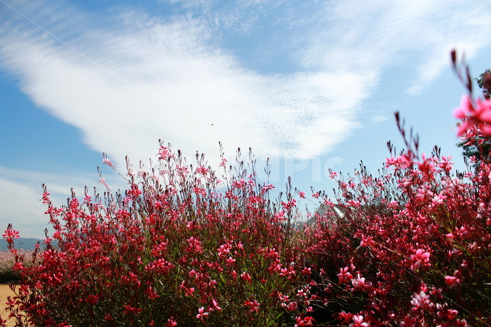 가우라,꽃,핑크,하얀구름,하늘,자연,가을,식물,자연,plants,nature,꽃,flower