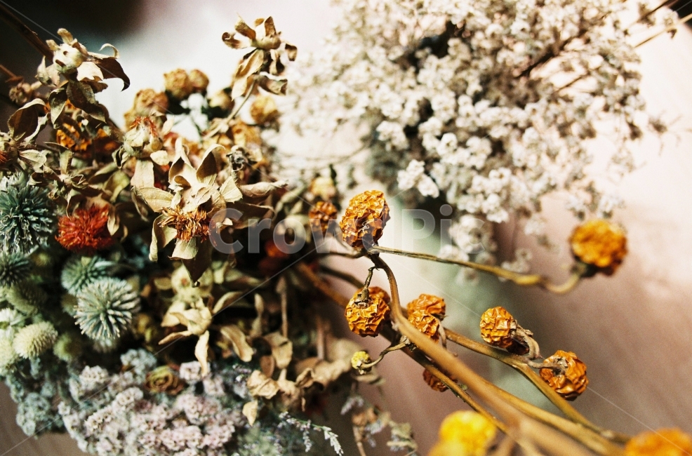 꽃,자연,감성사진,예쁨,화사함,식물,자연,plants,nature,꽃,flower,실내용화초,화분,화초,house plant,인테리어,실내디자인,interior design