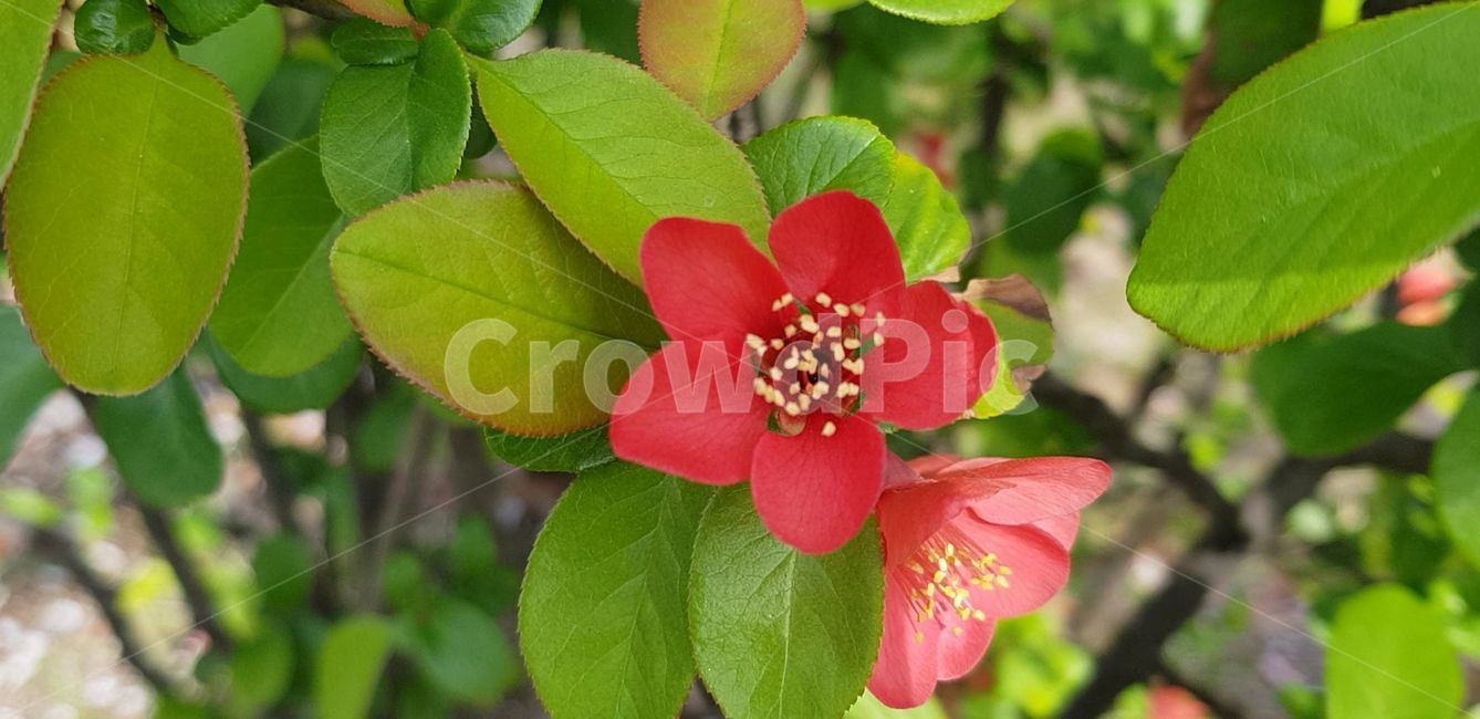 봄,blossom,flower,식물,plant,꽃,nature,자연,명자나무