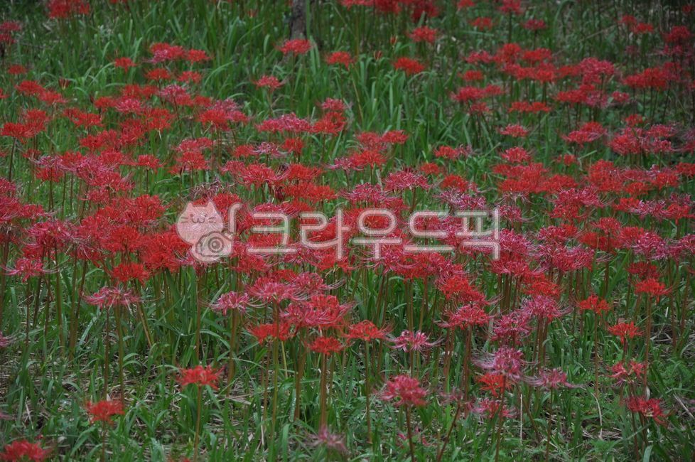 plant,Similarization,autumn,flower knee,flower