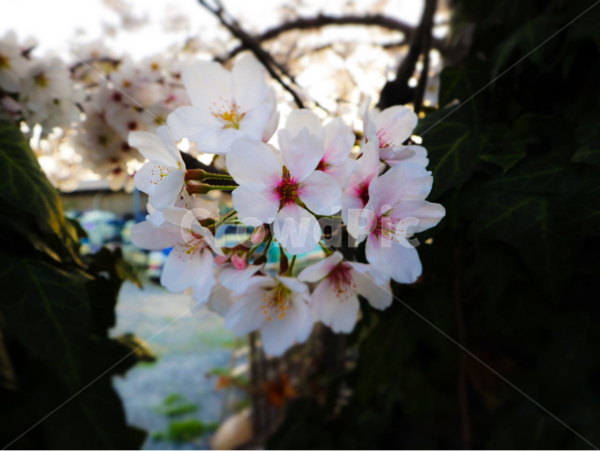 봄,벛꽃,나무,꽃,일상,풍경,감성,봄,계절,spring,season,식물,자연,plants,nature,꽃,flower,plant,blossom,geranium,제라늄