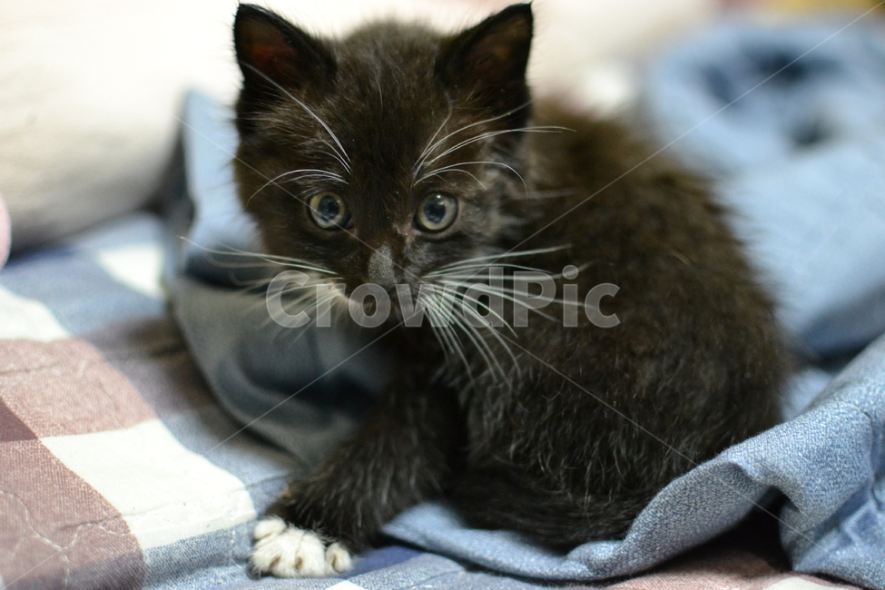 고양이새끼,고양이,cat,애완동물,검은고양이,animal,귀여운,집고양이,동물,아기고양이,반려묘