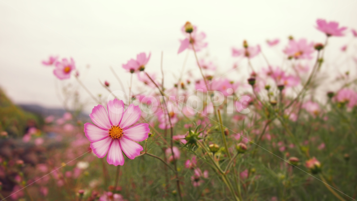 해바라기,가을꽃,cosmos,코스모스,꽃밭,꽃봉우리,가을,가을,계절,fall,autumn,season,식물,자연,plants,nature,꽃,flower,geranium,제라늄,blossom,plant,petal,꽃잎