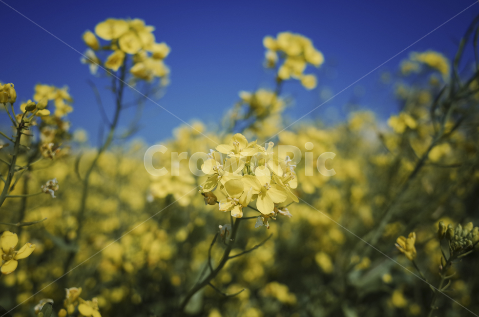 유채꽃,유채,yellow,plant,식물,flower,꽃,봄,봄꽃,노란꽃,green,노란,초록