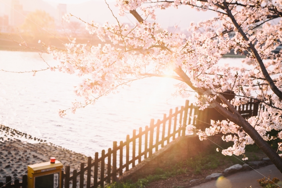 봄,벚꽃,꽃,나무,자연,풍경,풍경사진,봄사진,꽃사진,벚꽃사진,flower,flowers,cherryblossom,tree,nature,landscape,spring,식물,자연,plants,nature,감성,sensible,feeling,봄,계절,spring,season,꽃,flower,plant,blossom