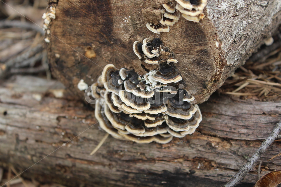 버섯,야생,mushroom,tree,나무,나무,trees,wood,버섯,mushroom