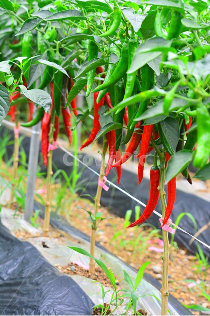 고추,양념,빨강색,매운맛,고추밭,작물,채소,풋고추,청양고추,재료,고추전,향신료,페퍼,핫페퍼,plant,new,출발,스타트,start,어린,natural,fresh,pattern,식물,chili,hotpepper,pepper,capsicum,캡사이신,알싸한,얼얼한,맛,아드레날린,비타민c,건강식품,김치양념,김치재료,김장재료,신선한,요리재료,식물,자연,plants,nature,채소,야채,vegetables,산업,industry,industrial,농업,농사,agriculture,farming,farming industry