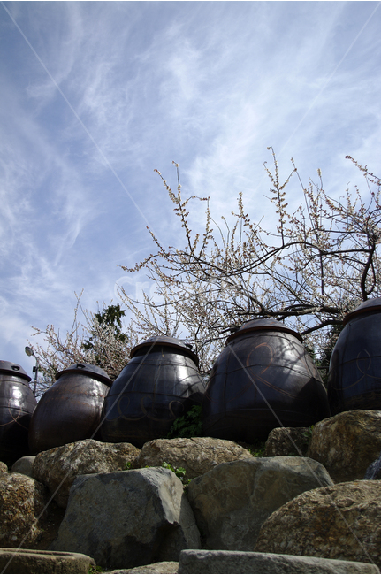 항아리,매화,나무,하늘,파란하늘,꽃봉오리,봄,봄날,봄풍경,봄꽃,감성,spring,flower,봄길,산책,봄나들이,식물,꽃,봄,계절,spring,season,한국전통,한국문화,korean traditional,korean culture