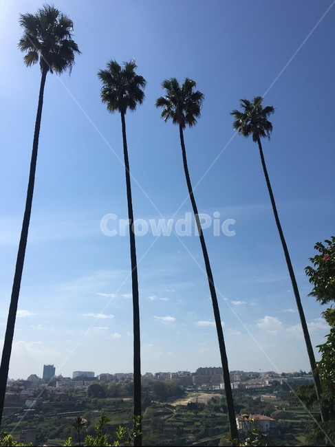 야자수,야자나무,파란하늘,키큰나무,포르투,palmtree,palm,talltree,porto