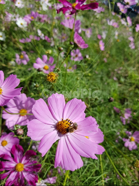 꽃,가을,코스모스,벌,자연,감성,flower,조화,가을,계절,fall,autumn,season,식물,자연,plants,nature,꽃,flower,geranium,제라늄,blossom,plant
