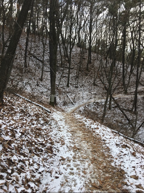 ground,바닥,tree,나무,겨울,등산,눈,산,mountain,snow,소나무