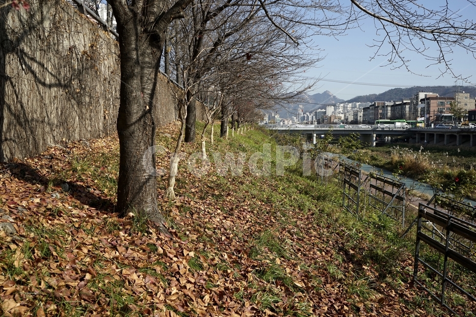 가을,계절,풍경,나무,낙엽,자연,autumn,fall,landscape,trees,fallenleaves,가을,계절,fall,autumn,season,자연,풍경,nature,landscape,tree,plant,식물,tree trunk,나무 줄기