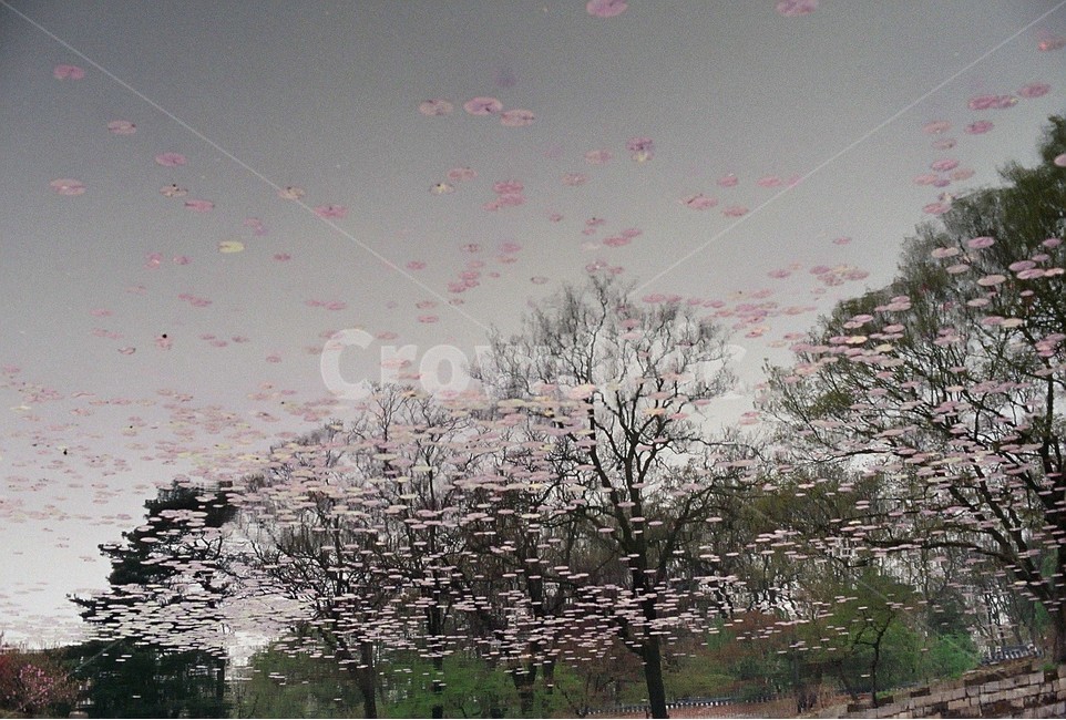 감성,경복궁,반영,벚꽃,반영사진,감성사진,궁궐,봄,필름,아날로그,봄,계절,spring,season,자연,풍경,nature,landscape,plant,식물,tree,나무